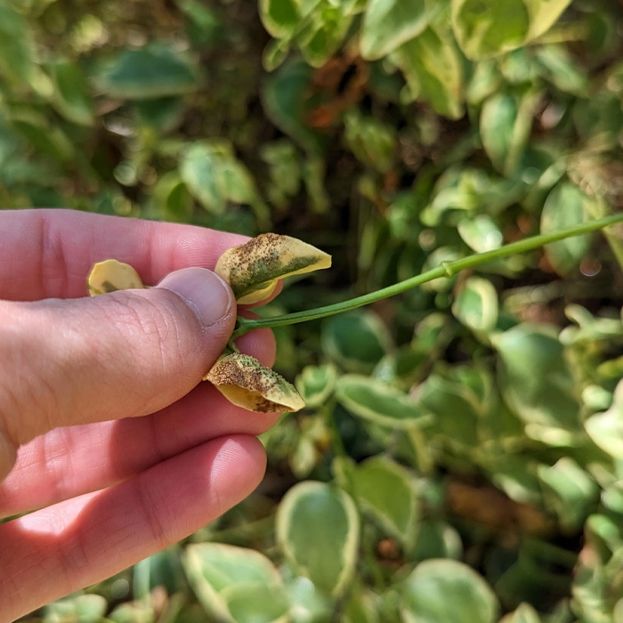Close-up of periwinkle plant leaves showing dark spots, highlighting common issues in periwinkle plant care. Close-up of periwinkle plant leaves showing dark spots, highlighting common issues in periwinkle plant care.