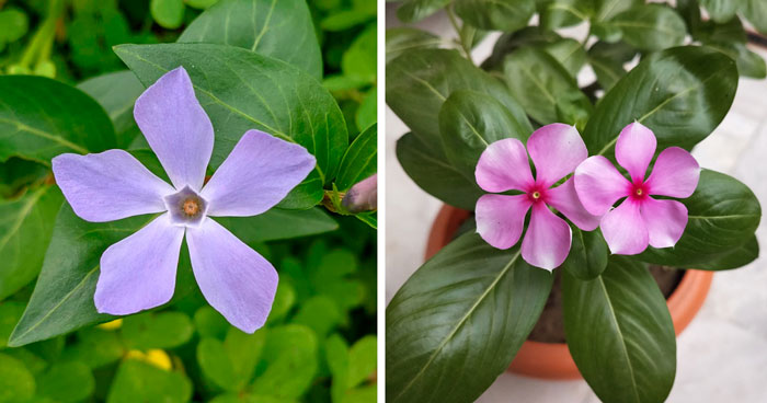 Periwinkle Plant: Growing Tips, Care Essentials, And Surprising Uses
