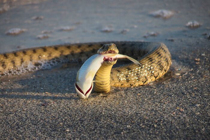 Snake eating a fish 