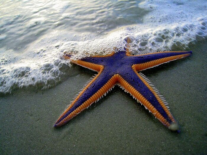 Purple and Orange Starfish on the sand 