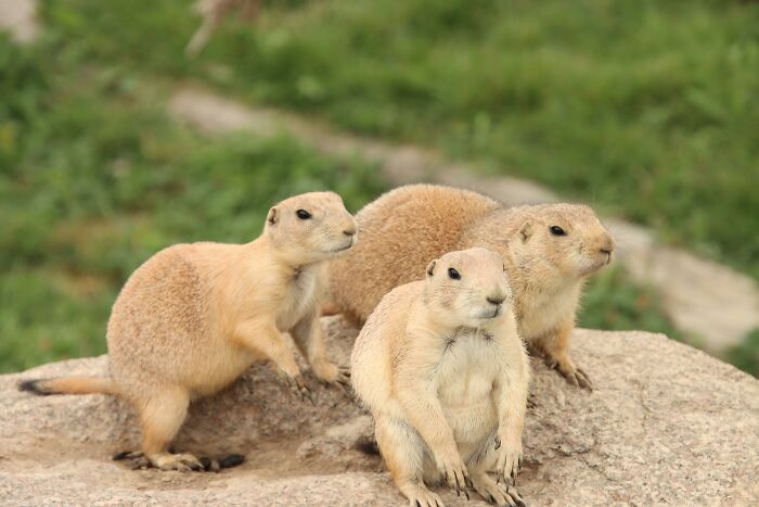 Three Prairie Dogs on a Brown Rock