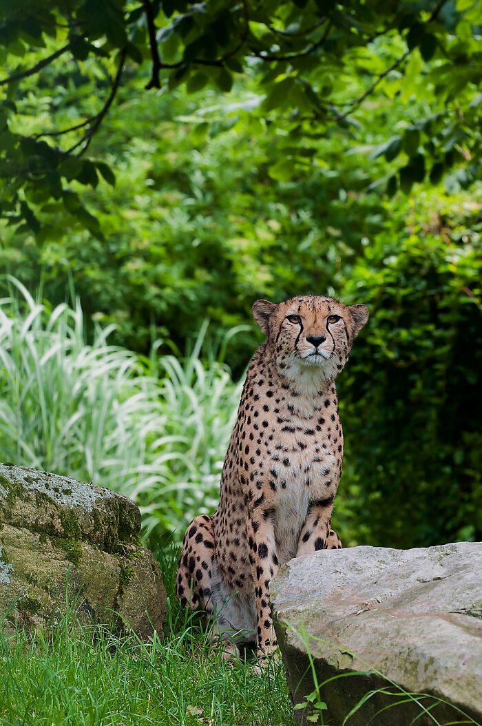 “Cheetahs Are Extremely Inbred”: 50 Interesting Genetics Facts You May Have Missed At School