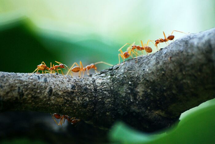 Five Orange Ants on a tree branch 