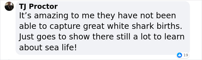 “Absolutely Mesmerizing”: Everyone’s Fawning Over First-Ever Photos Of A Baby Great White Shark “Absolutely Mesmerizing”: Everyone’s Fawning Over First-Ever Photos Of A Baby Great White Shark