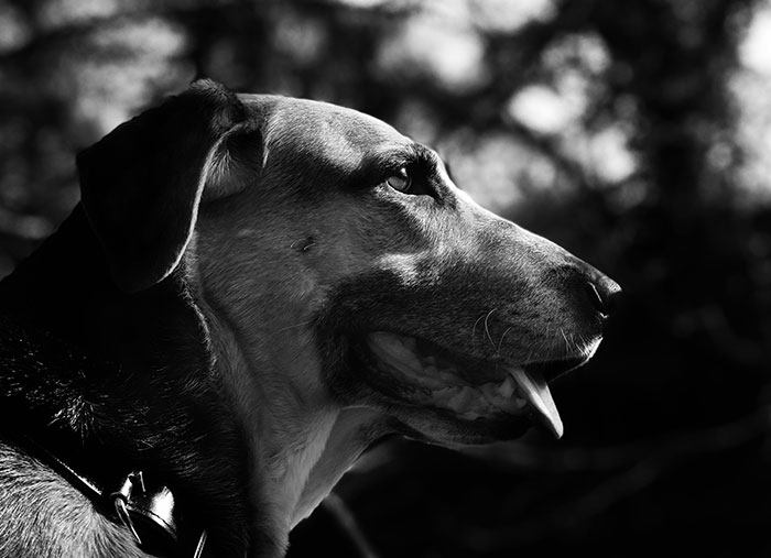 In The Waning Days Of Winter, We Made A Pilgrimage To Say Goodbye To Our Beautiful Dog (10 Pics)