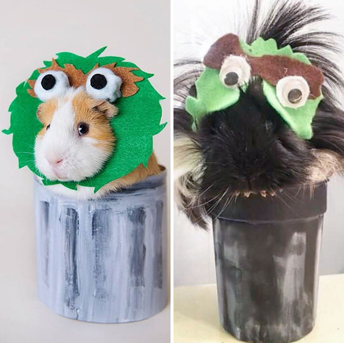 A Friend Used Pinterest Instructions To Make An Oscar The Grouch Costume For Her Guinea Pig