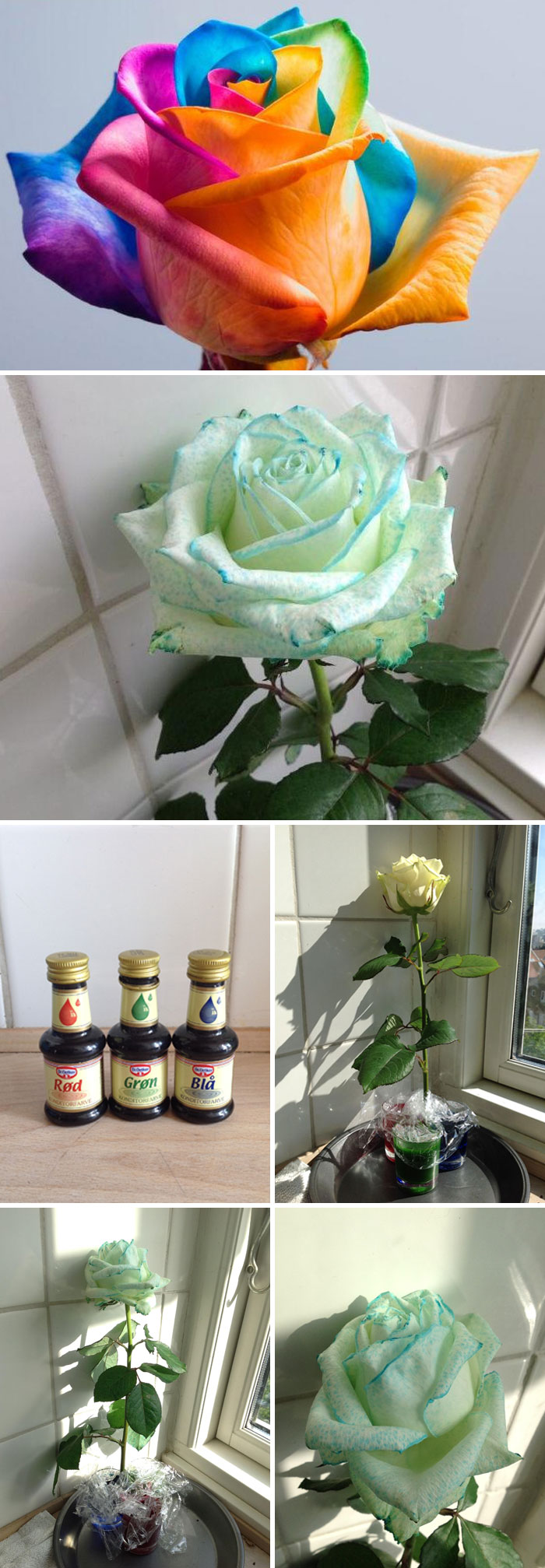 Rainbow Roses: Not Quite Right, But Still Interesting