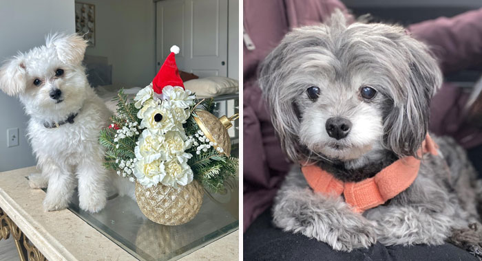 Pomapoo Dog Breed Information and Care