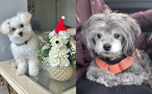 Pomapoo Dog Breed Information and Care