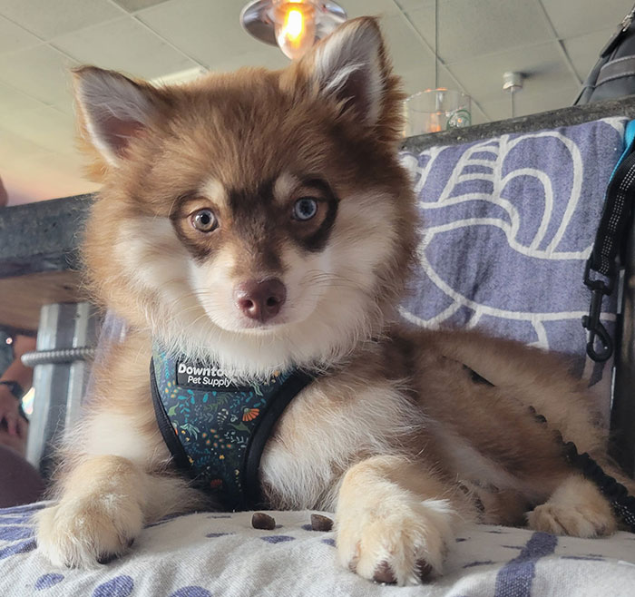 Small brown pomsky dog laying on bed 
