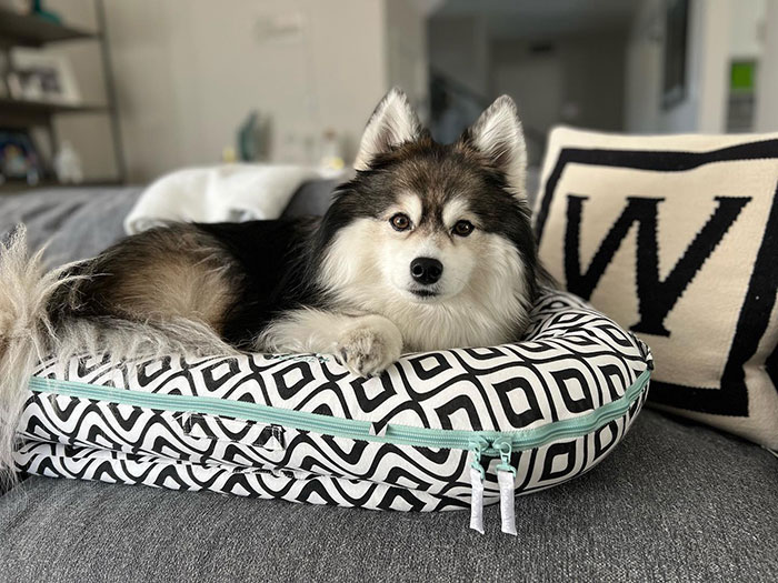 black and white Pomsky dog laying in his bed 