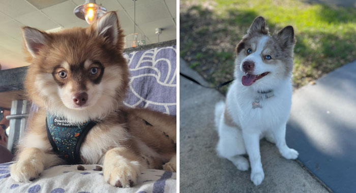 Pomsky Dog Breed: All Information Covered