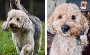 Poogle Dog Breed: Temperament, Health, and Grooming Facts