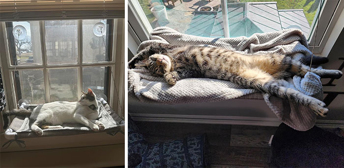 Give Your Furry Friend The Ultimate Sunbathing Spot With This Secure, Easy-To-Maintain Window Bed That's Not Only Strong But Cozy Too – Cat Nap In The Sun Has Never Been Better!