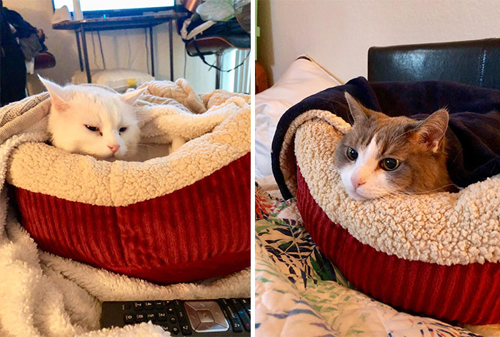 A Self-Warming Pet Bed, Because You Know The Struggle Of Having Your Little Furball Hog Your Bed Every Winter — Now They’ll Have Their Own Cozy Nook.