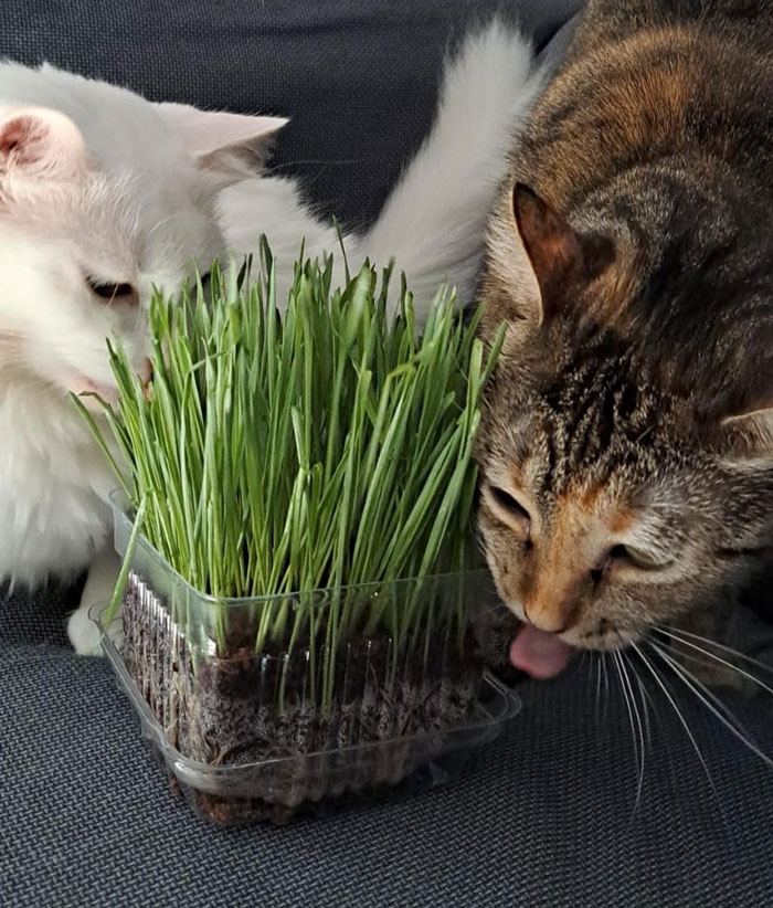 Get Your Kitty To Toss Toxic Plants Aside For This Organic, Magic-Growing Cat Grass Kit - A Gift For Both Of You!