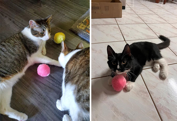 Ensure Your Cat Never Misses A Beat (Or Chirp) With These Sturdy Ball Toys Which Are Infused With Silvervine Catnip – They Chirp, They Last, They Bounce And More Importantly, They Keep Your Feline Friend Entertained For Hours On End!