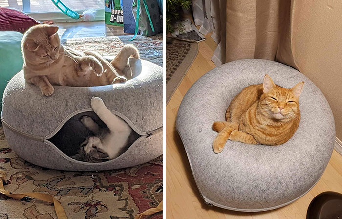A Dual-Purpose, Stylish Cat Tunnel Bed Complete With Toys That’ll Keep Your Fur-Baby Entertained, Fulfill Their Hide-And-Seek Desires, And Seamlessly Fit Into Your Home Décor.