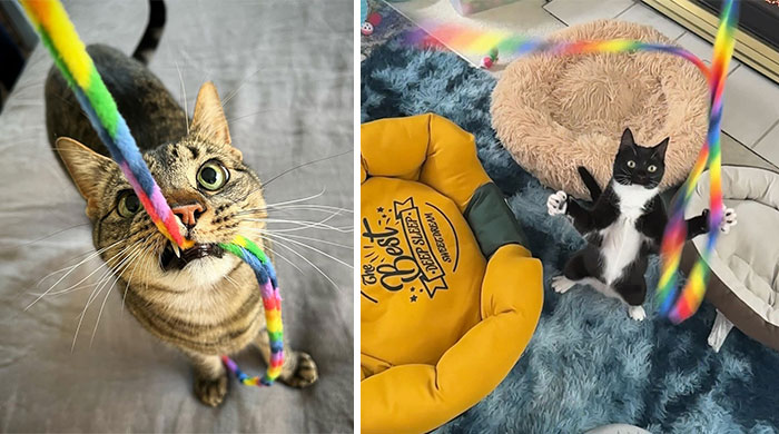 Rainbow Cat Charmer: A Non-Toxic, Interactive Toy That'll Keep Them Entertained For Hours And Boost Their Health — The Ultimate Weapon Against Cat Boredom!