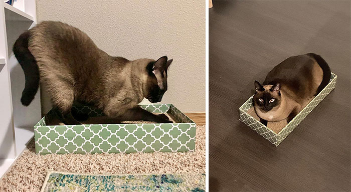 A Heavy-Duty Cardboard Cat Scratcher Lounge, Aka An Upgraded, Stylish Couch Saver That'll Keep Your Fur Baby Entertained And Your Furniture Intact.