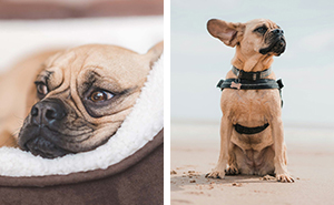 Puggle Dog Breed: Complete Guide