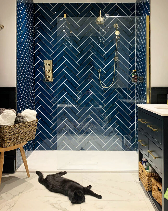 Blue walk-in shower with a cat on the ground 