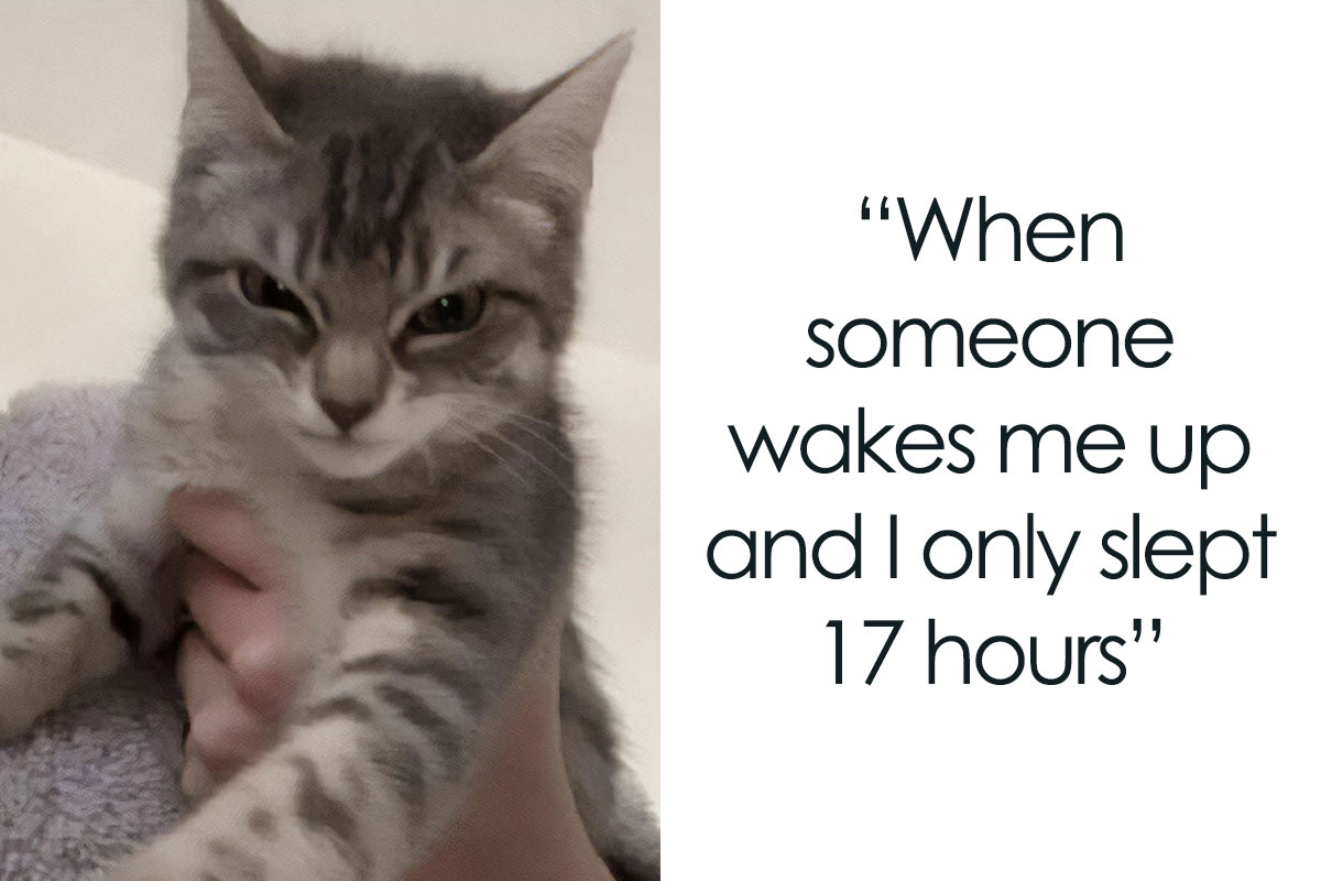 50 Memes That Prove Sarcasm Is Probably The Best Form Of Comedy, As