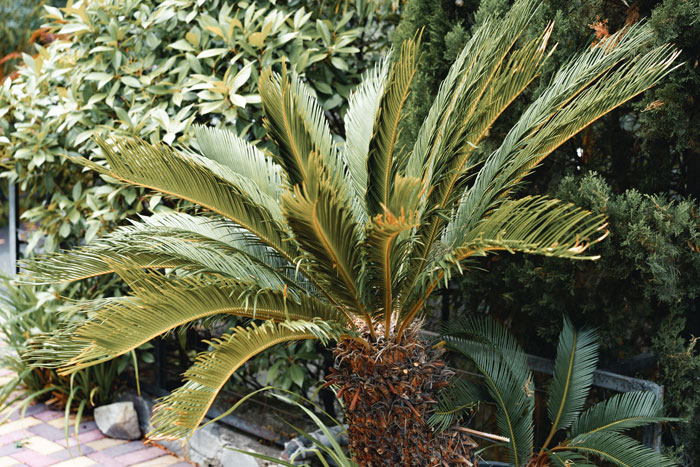 Sago palm at botanic garden.