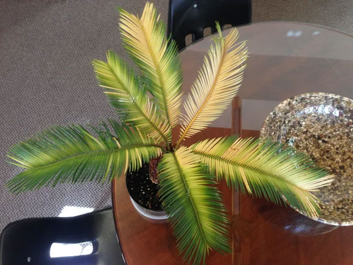Image of yellow fronds of sago palm