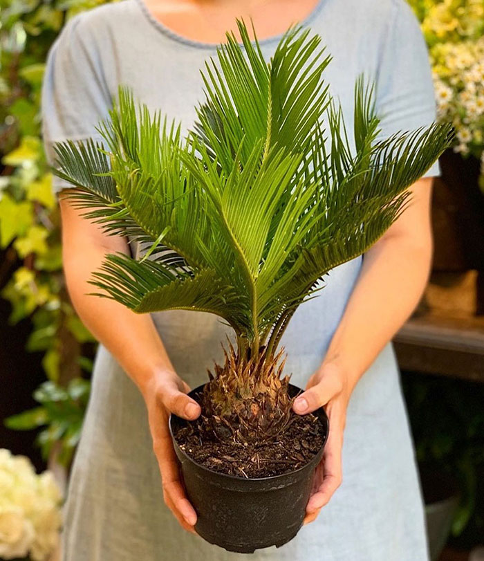 Picture of a woman holding Sago palm pot.