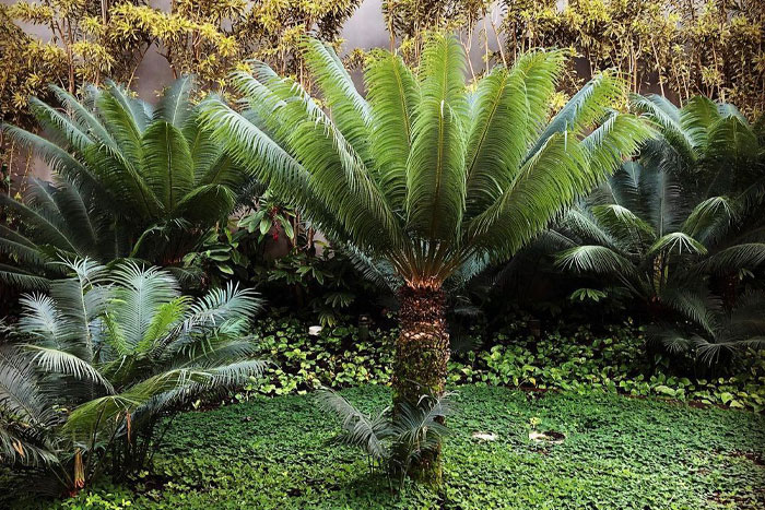 Image of a queen sago palm.