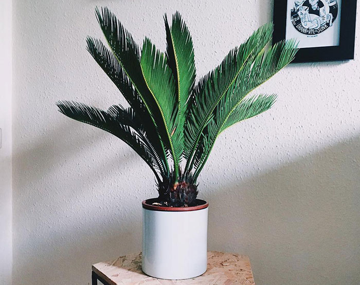 Image of a sago palm grown as a houseplant.