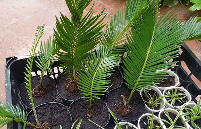 Image of the pups of a sago palm.