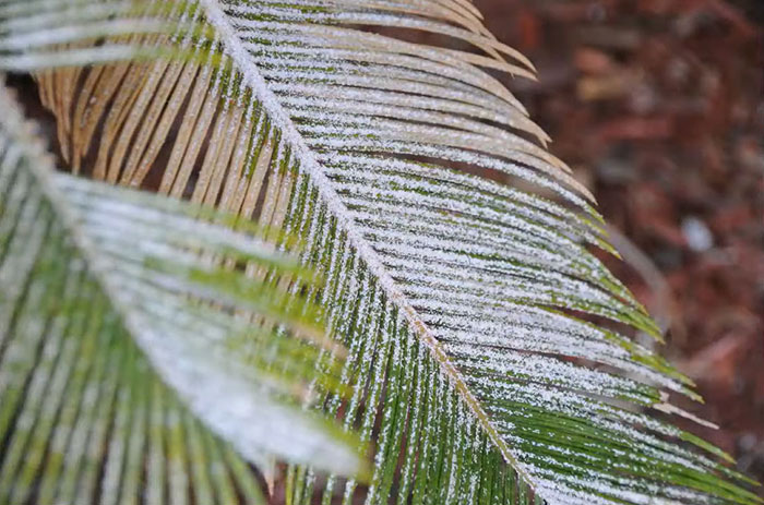 Image of a sago palm with spider mites.