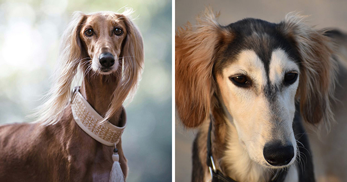 Discovering the Saluki Dog Breed: Uncovering the Ancient Sighthound Breed