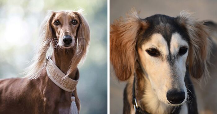 Discovering the Saluki Dog Breed: Uncovering the Ancient Sighthound Breed