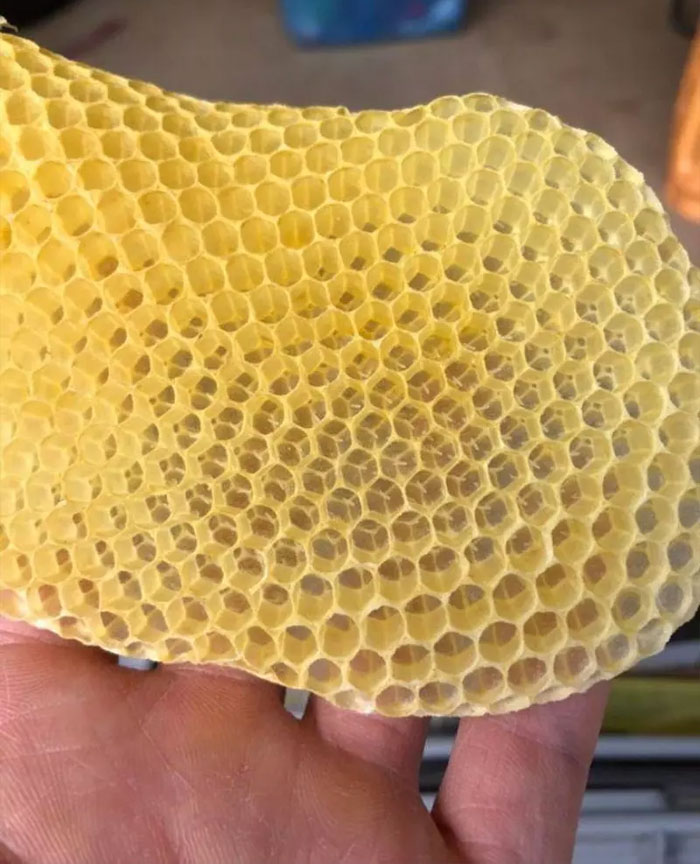 My Husband’s Hobby Is Beekeeping. A Colony Abandoned One Of The Hives And This Was Inside 🐝