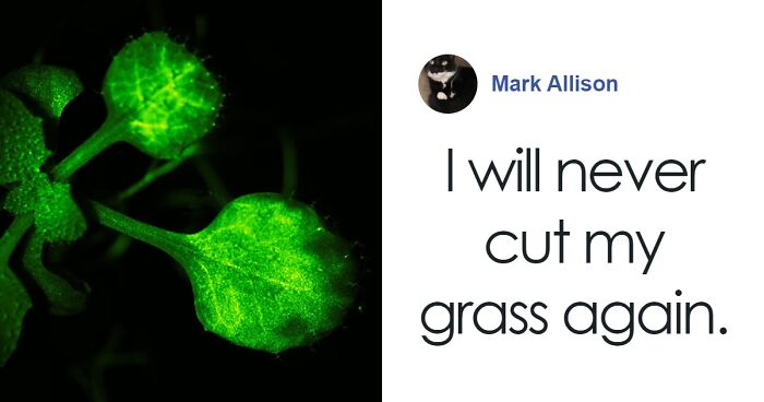 “Amazing” Video Of Plants Talking Has Social Media Reconsidering How They Thought About Life