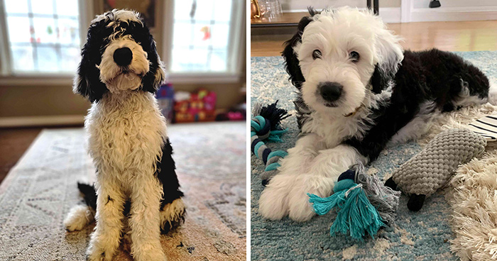 Sheepadoodle Dog Breed Information, Health & Characteristics