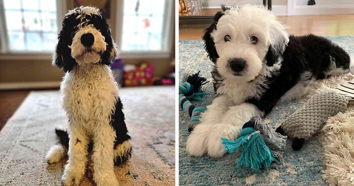Sheepadoodle Dog Breed Information, Health & Characteristics