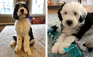 Sheepadoodle Dog Breed Information, Health & Characteristics