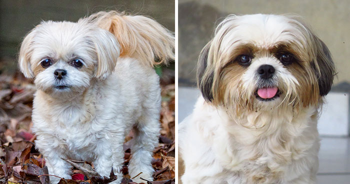 Shihpoo Dog Breed: Information, Health, and Care