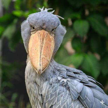 shoebill-65b466496232a.jpg