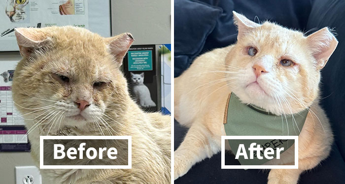 From Feral To House Cat: Transformation Story Of A Gentle Cat That Didn’t Fit In With Others