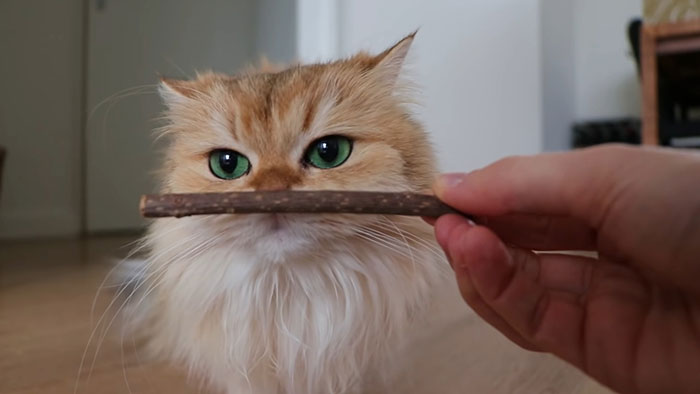 Cat with a silvervine stick 