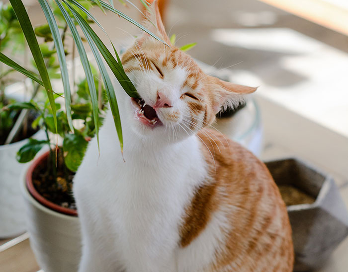 Cat biting plant leaf 