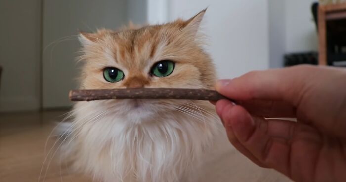 Is Silvervine Safe for Cats? Alternative to Catnip Sticks