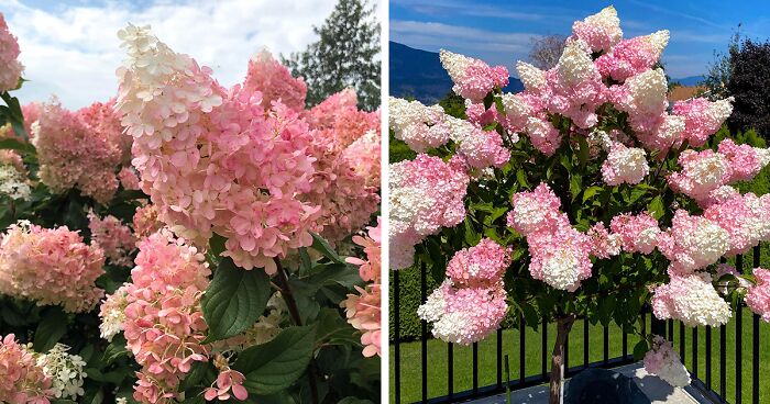 Strawberry Vanilla Hydrangea flowers blooming in pink and white shades with lush green leaves against sky and garden backgrounds
