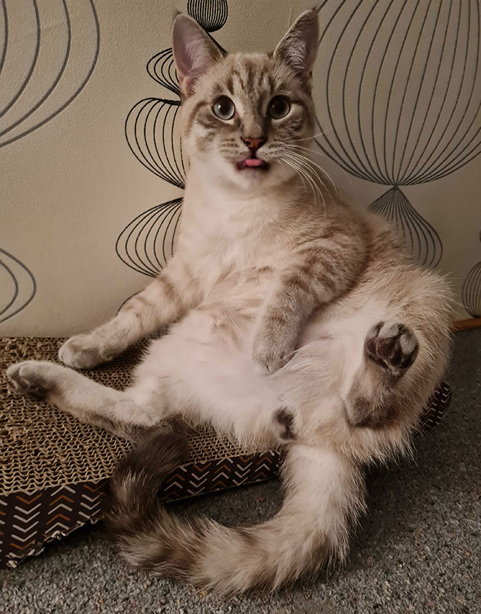 Ollie And His Evening Blep