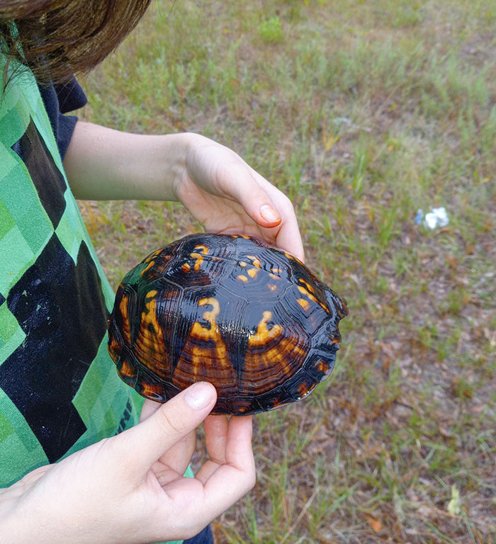 Son Moved A Turtle With The Number 3 On Its Pattern Out Of The Road